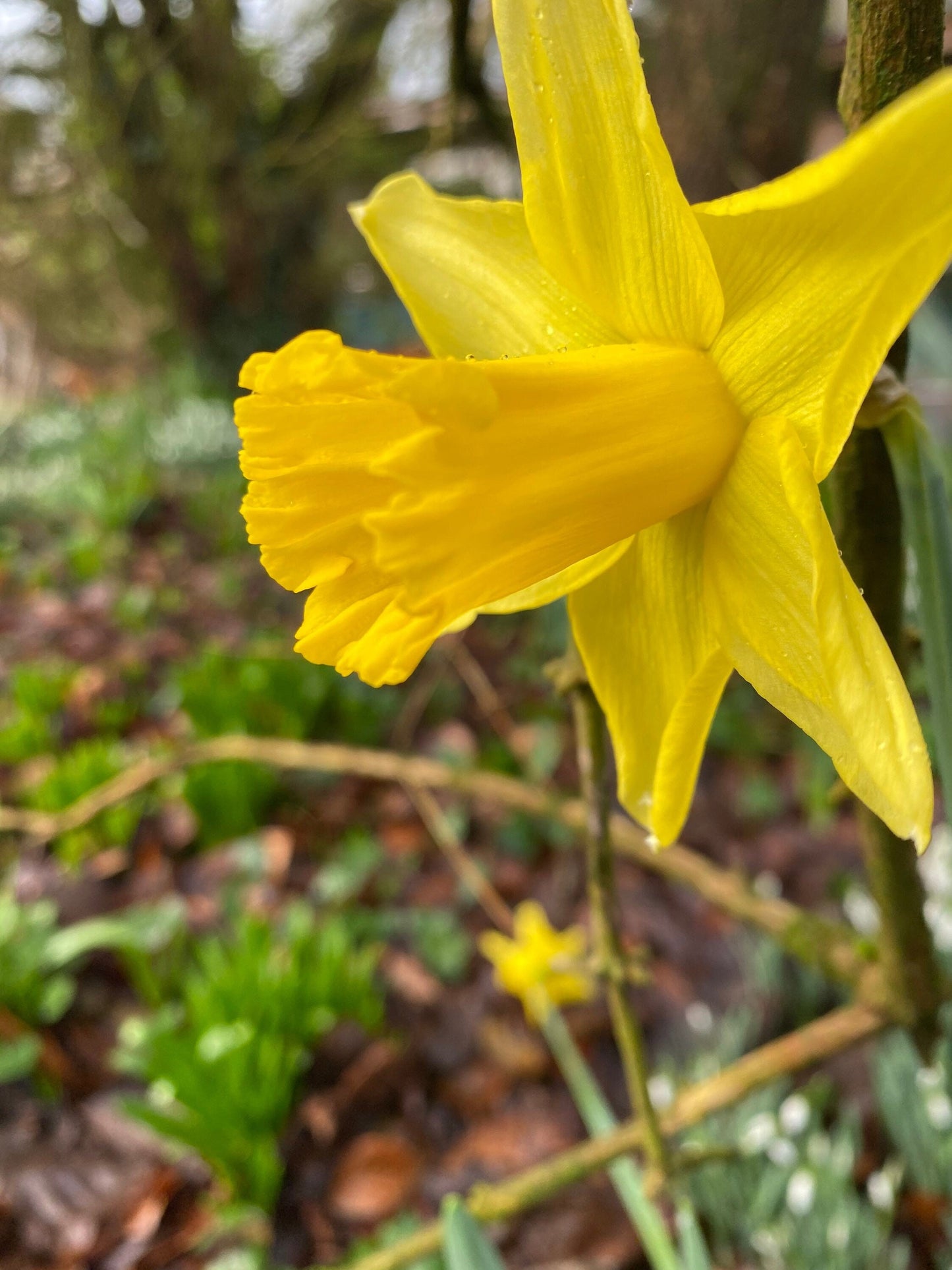 Daffodil Hanging Heart. Welsh gifts- Welsh keepsake embroidered hanging heart